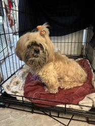 Reunited Unknown Dog last seen McNab Street & SW 6th Ave, Pompano Beach, FL 33060
