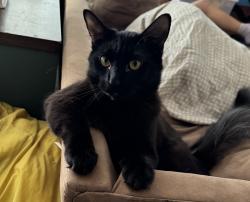 Reunited Male Cat last seen The Village, Carlton Way, The Village, OK 73120