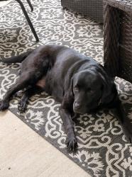 Reunited Female Dog last seen River Rd and Aurora Ave, Naperville, IL 60540