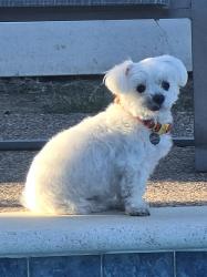Reunited Male Dog last seen Sharon and silver meadow, Corinth, TX 76210