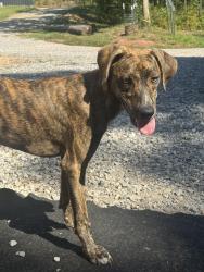 Found/Stray Female Dog last seen On our road, Monroe County, TN 37354