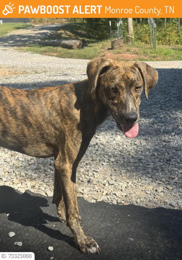 Found/Stray Female Dog last seen On our road, Monroe County, TN 37354