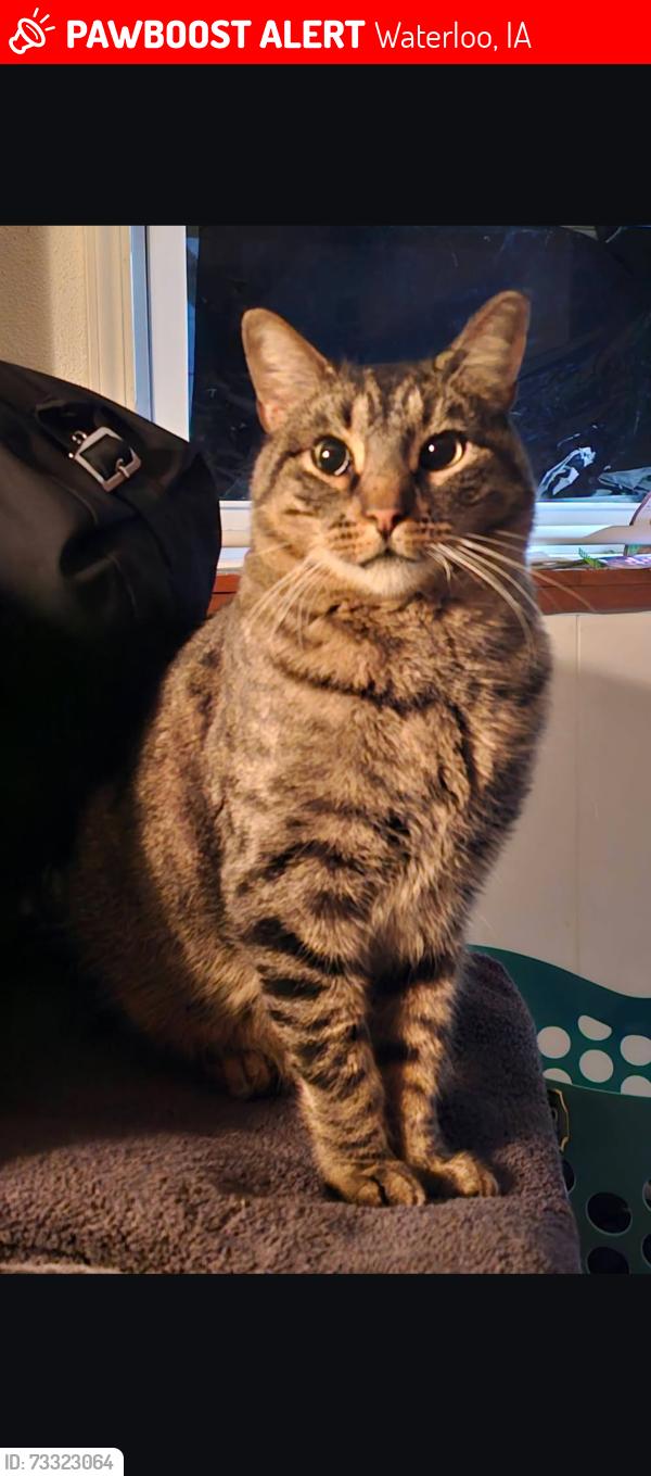 Lost Male Cat last seen Calhoun st, Waterloo, IA 50707