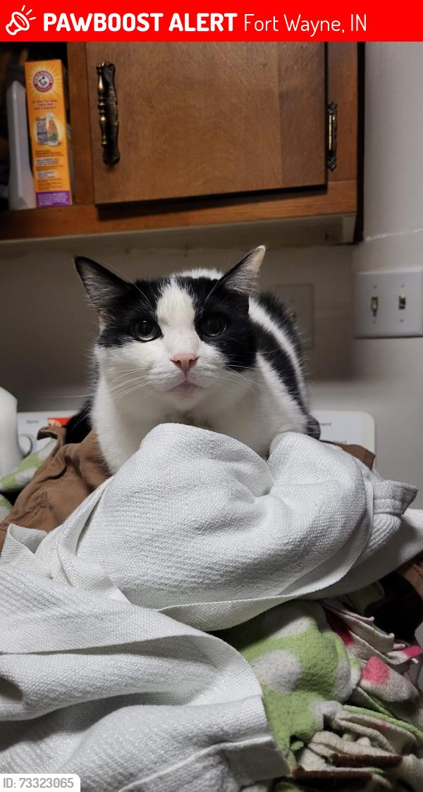 Lost Male Cat last seen Collbran dr, Fort Wayne, IN 46835