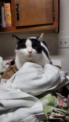 Lost Male Cat last seen Collbran dr, Fort Wayne, IN 46835