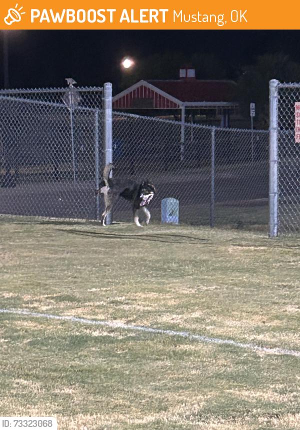 Found/Stray Male Dog last seen Wild Horse Park, Mustang, OK 73064