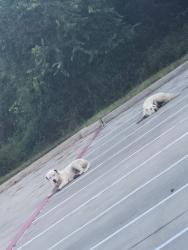 Found/Stray Unknown Dog last seen Near Michel Rd, Tomball, TX 77375, Tomball, TX 77375