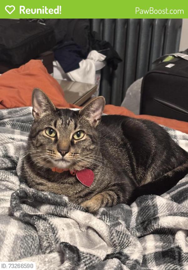 Reunited Male Cat last seen Schaefer and Puritan, Detroit, MI 48235