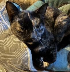 Reunited Female Cat last seen Welbourne Lane and Millstream Drive, Crozet, VA 22932