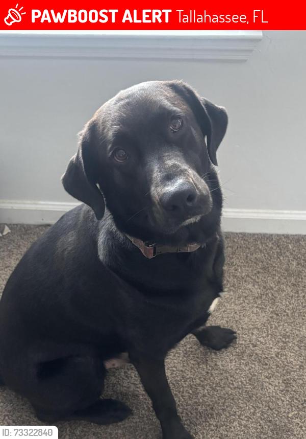 Lost Male Dog last seen Shaw Lane Quincy Florida, Tallahassee, FL 32301