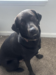Lost Male Dog last seen Shaw Lane Quincy Florida, Tallahassee, FL 32301