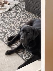Reunited Female Dog last seen Lawnmeadow lane, River rd and Oswego rd, Naperville, IL 60540