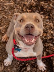 Shelter Stray Female Dog last seen Near HALLWOOD COURT Lithonia, 30058, 30058, GA, 3280 Chamblee Dunwoody Rd, Chamblee, GA 30341, USA