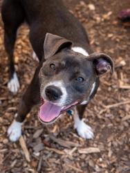 Shelter Stray Female Dog last seen Near Rogers Lake Rd Lithonia, 30058, 30058, GA, 3280 Chamblee Dunwoody Rd, Chamblee, GA 30341, USA