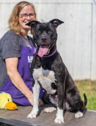 Shelter Stray Female Dog last seen Near Evans Mill Road 1303, 30058, GA, 3280 Chamblee Dunwoody Rd, Chamblee, GA 30341, USA