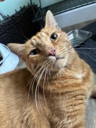 Reunited Male Cat last seen St Patrick’s Church in Fountain Square, Indianapolis, IN 46203