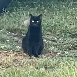 Lost Male Cat last seen Carnival Road and Carnation Ave, Palm Bay, FL 32909