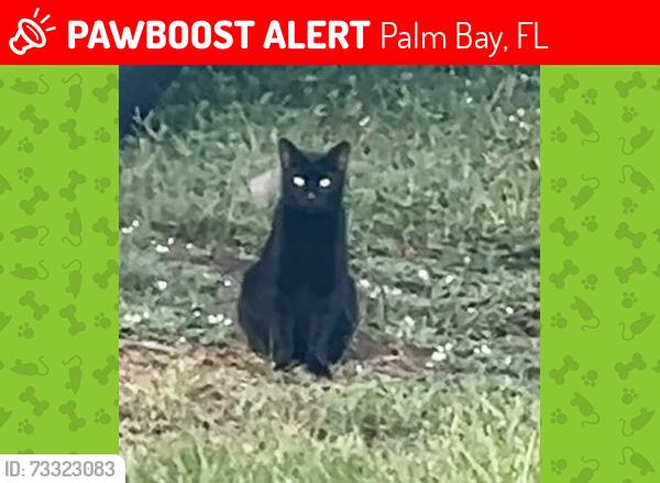 Lost Male Cat last seen Carnival Road and Carnation Ave, Palm Bay, FL 32909