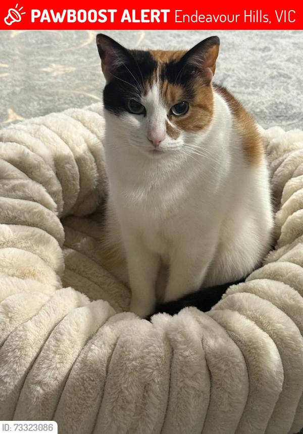 Lost Female Cat last seen Aquila cres Endeavour hills, Endeavour Hills, VIC 3802