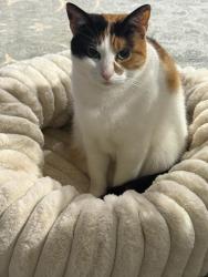 Lost Female Cat last seen Aquila cres Endeavour hills, Endeavour Hills, VIC 3802