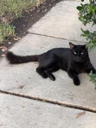 Found/Stray Unknown Cat last seen Encino Cliff, San Antonio, TX 78259