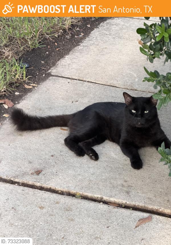 Found/Stray Unknown Cat last seen Encino Cliff, San Antonio, TX 78259