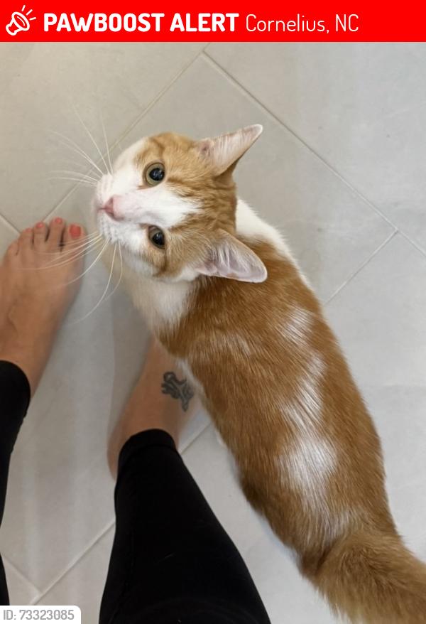 Lost Male Cat last seen Trolley Run Dr and Railway Dr, Cornelius, NC 28031
