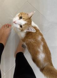 Lost Male Cat last seen Trolley Run Dr and Railway Dr, Cornelius, NC 28031