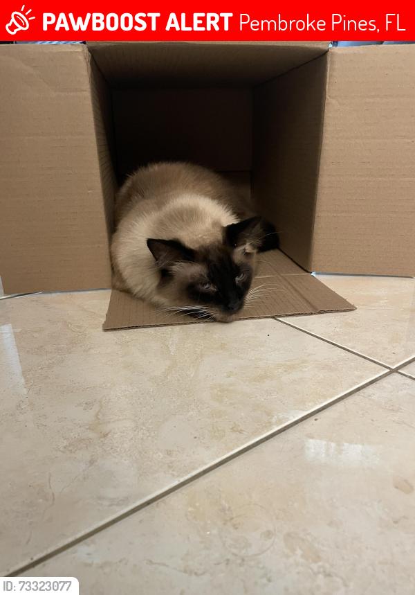 Lost Male Cat last seen Pines blvd, Pembroke Pines, FL 33023