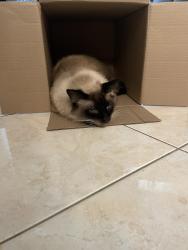 Lost Male Cat last seen Pines blvd, Pembroke Pines, FL 33023