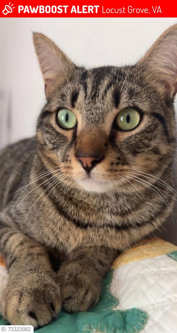 Lost Male Cat last seen Near Riverview Drive, Locust Grove, VA 22508