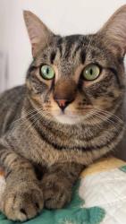 Lost Male Cat last seen Near Riverview Drive, Locust Grove, VA 22508