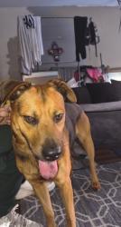 Found/Stray Male Dog last seen Wildhorses ln, Hockley, TX 77447