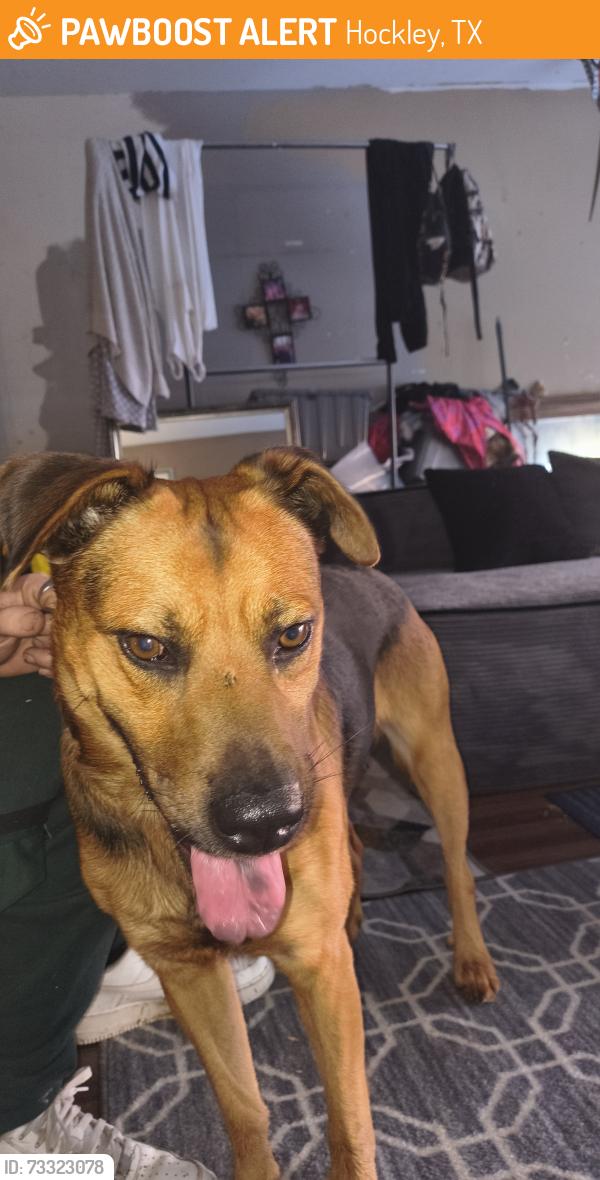 Found/Stray Male Dog last seen Wildhorses ln, Hockley, TX 77447