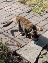 Found/Stray Female Cat last seen Armory, Coraopolis, PA 15108