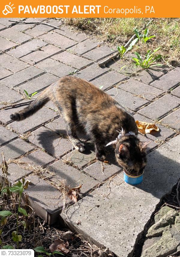 Found/Stray Female Cat last seen Armory, Coraopolis, PA 15108