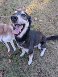 Reunited Male Dog last seen 59th and Raytown Road, Raytown, MO 64133