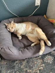 Reunited Male Cat last seen 14th & Harlan, Lakewood, CO 80214