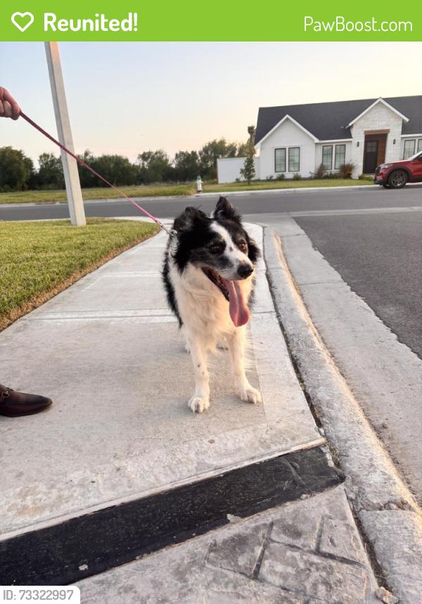 Reunited Male Dog last seen Freddy Gonzalez Rd, McAllen, TX 78504, USA, McAllen, TX 78504