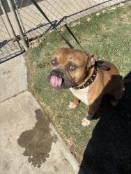Reunited Male Dog last seen CA108 & Crane Rd, Oakdale, CA 95361