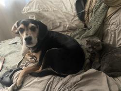 Reunited Male Dog last seen Barker field, Richmond, VA 23220