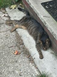 Reunited Unknown Cat last seen 5th and Walnut, Wyandotte, MI 48192