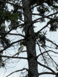 Found/Stray Unknown Bird last seen Quinn St and Mississippi Blvd., Coon Rapids, MN 55433