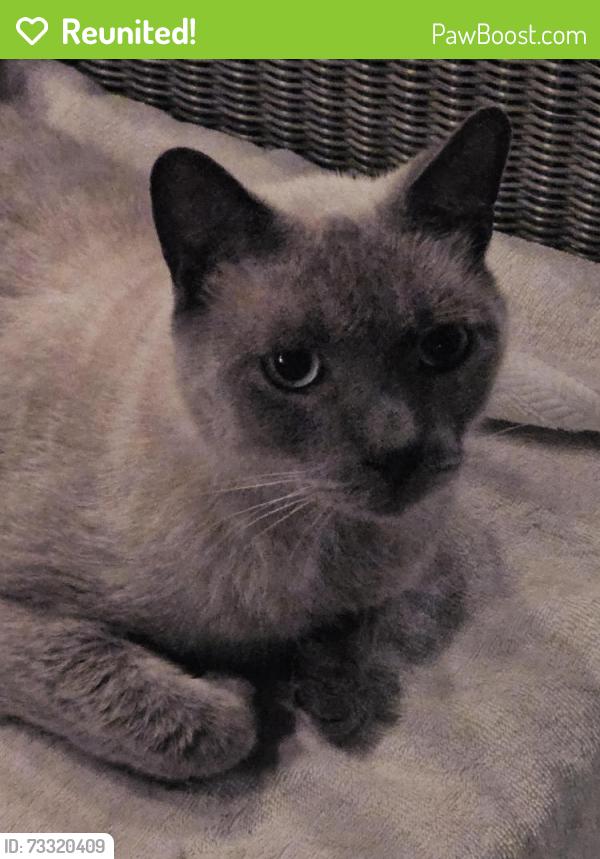 Reunited Unknown Cat last seen Page St and South Harrison, Cary, NC 27511
