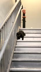 Reunited Male Cat last seen Lafayette Park, Jersey City, NJ 07304