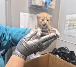 Shelter Stray Male Cat last seen Near Tinton Avenue, BRONX, NY, 10456, 326 E 110th St, New York, NY 10029, USA
