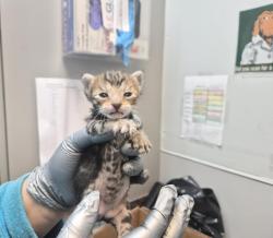 Shelter Stray Female Cat last seen Near Tinton Avenue, BRONX, NY, 10456, 326 E 110th St, New York, NY 10029, USA