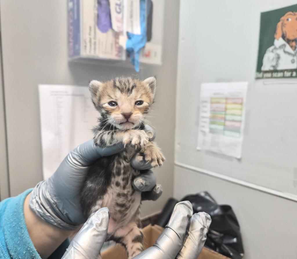 Shelter Stray Female Cat last seen Near Tinton Avenue, BRONX, NY, 10456, 326 E 110th St, New York, NY 10029, USA