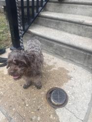 Reunited Unknown Dog last seen Felton st, Philadelphia, PA 19151