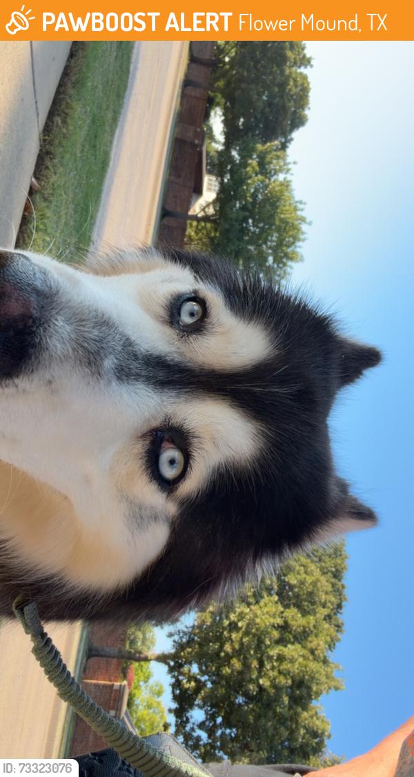 Found/Stray Male Dog last seen Alison, Flower Mound, TX 75028